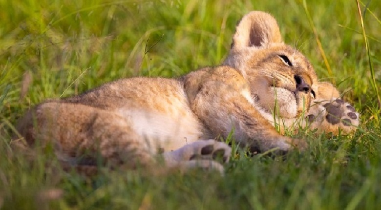 5-Day Family Safari