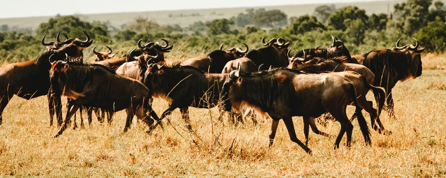 6-Day Honeymoon Safari