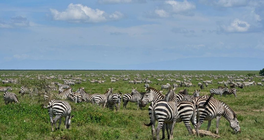 Serengeti Classic Safari