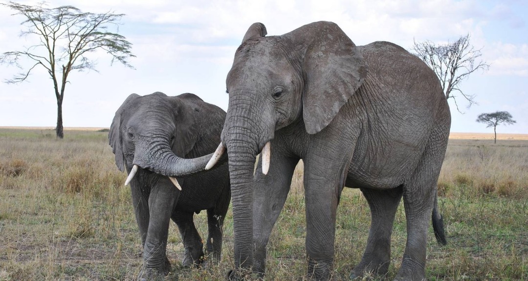 Ngorongoro Crater Safari