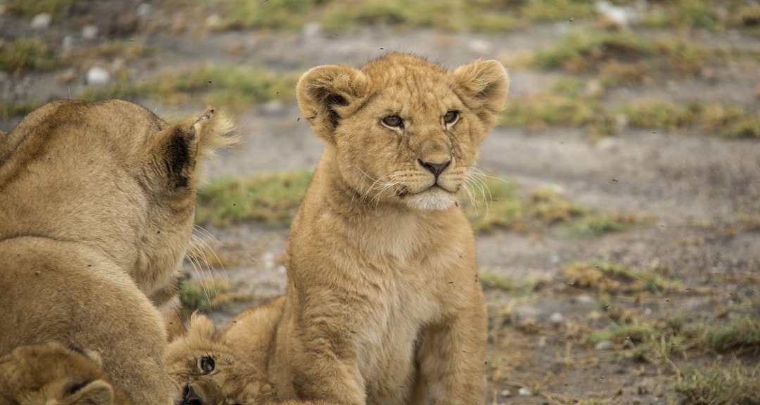 Tarangire National Park Safari