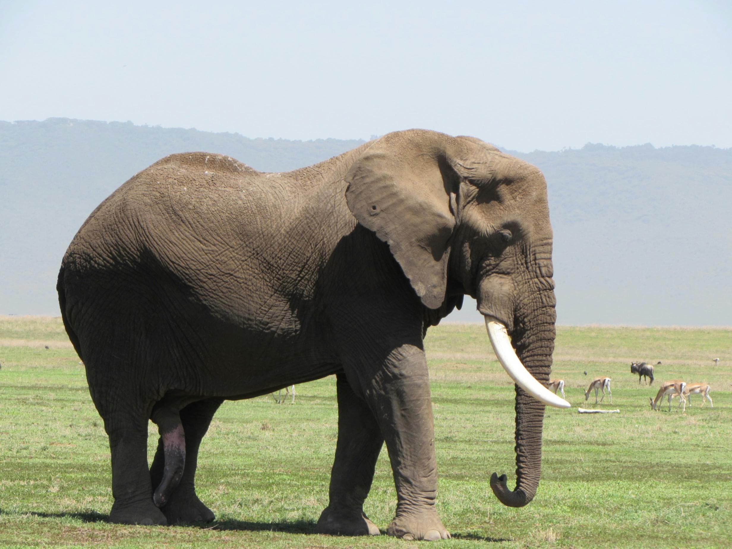 3-Day Lake Natron Safari