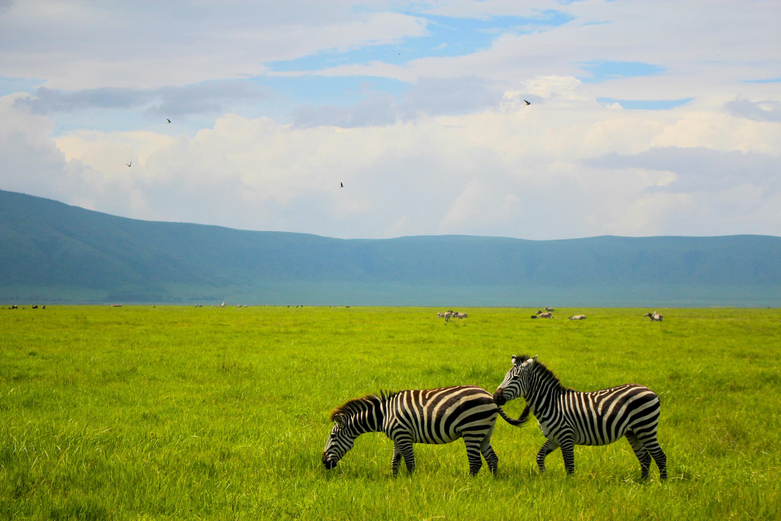Ngorongoro Crater Safari image 1