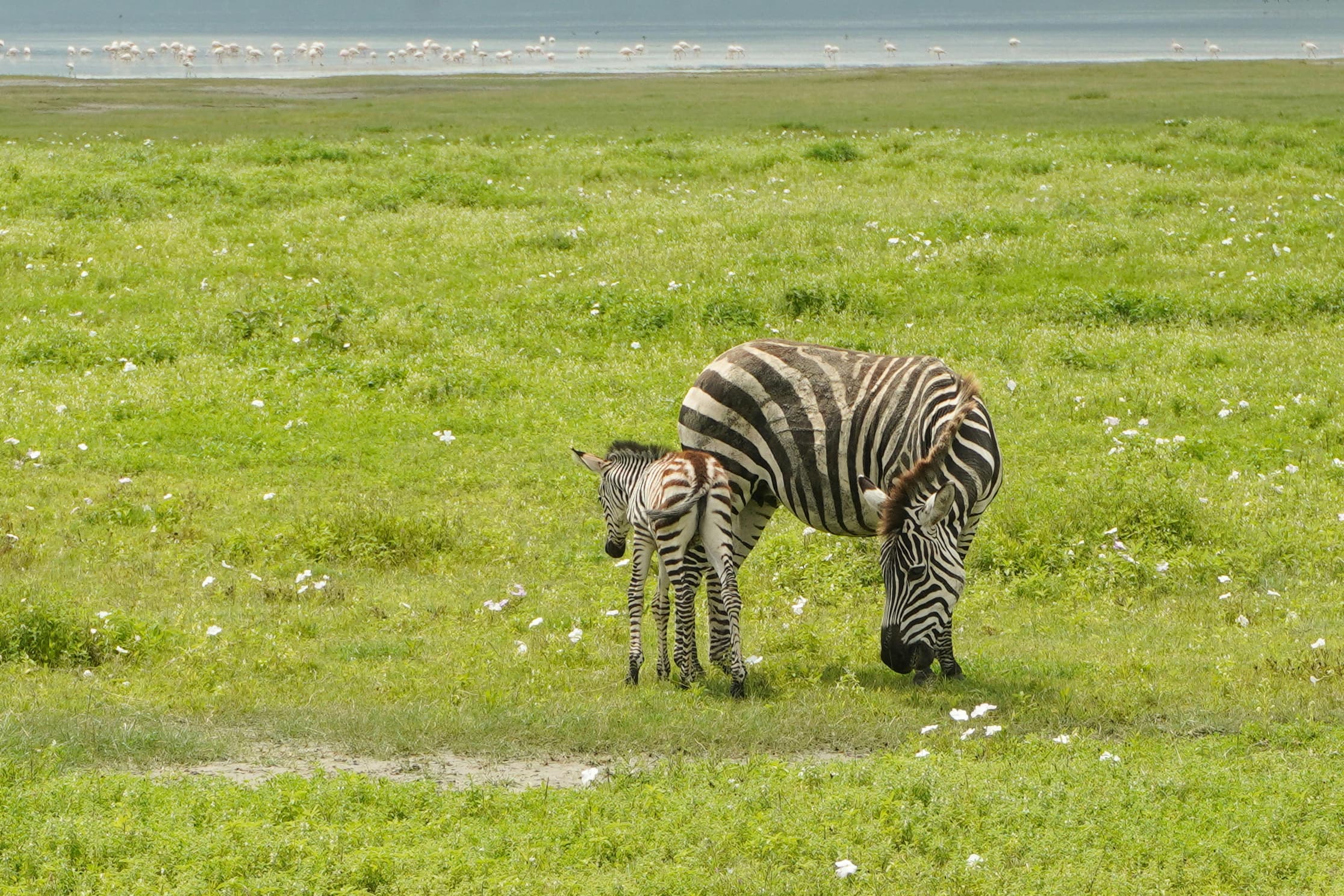 Ngorongoro Crater Safari image 2