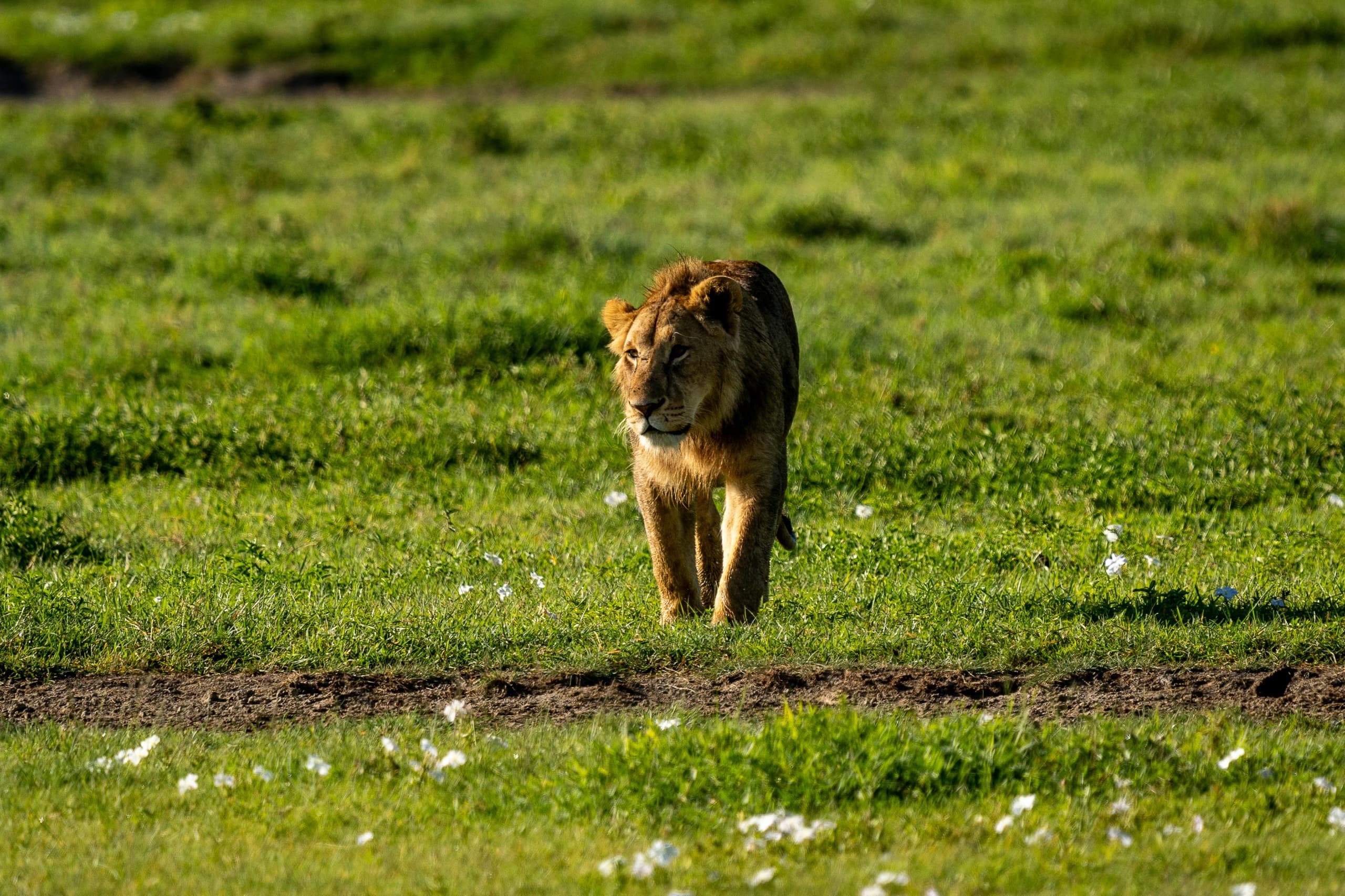 6-Day Northern Circuit Safari