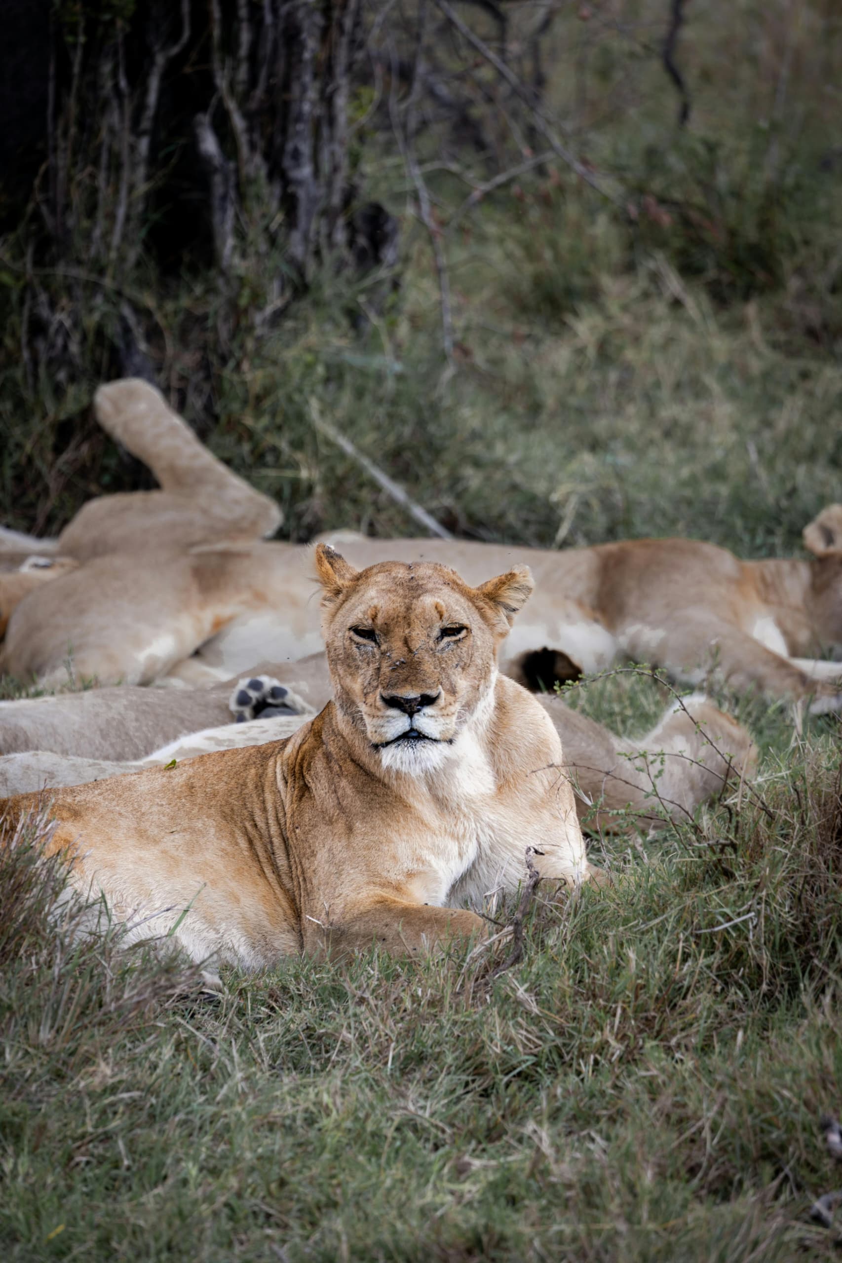 5-Day Great Migration Safari
