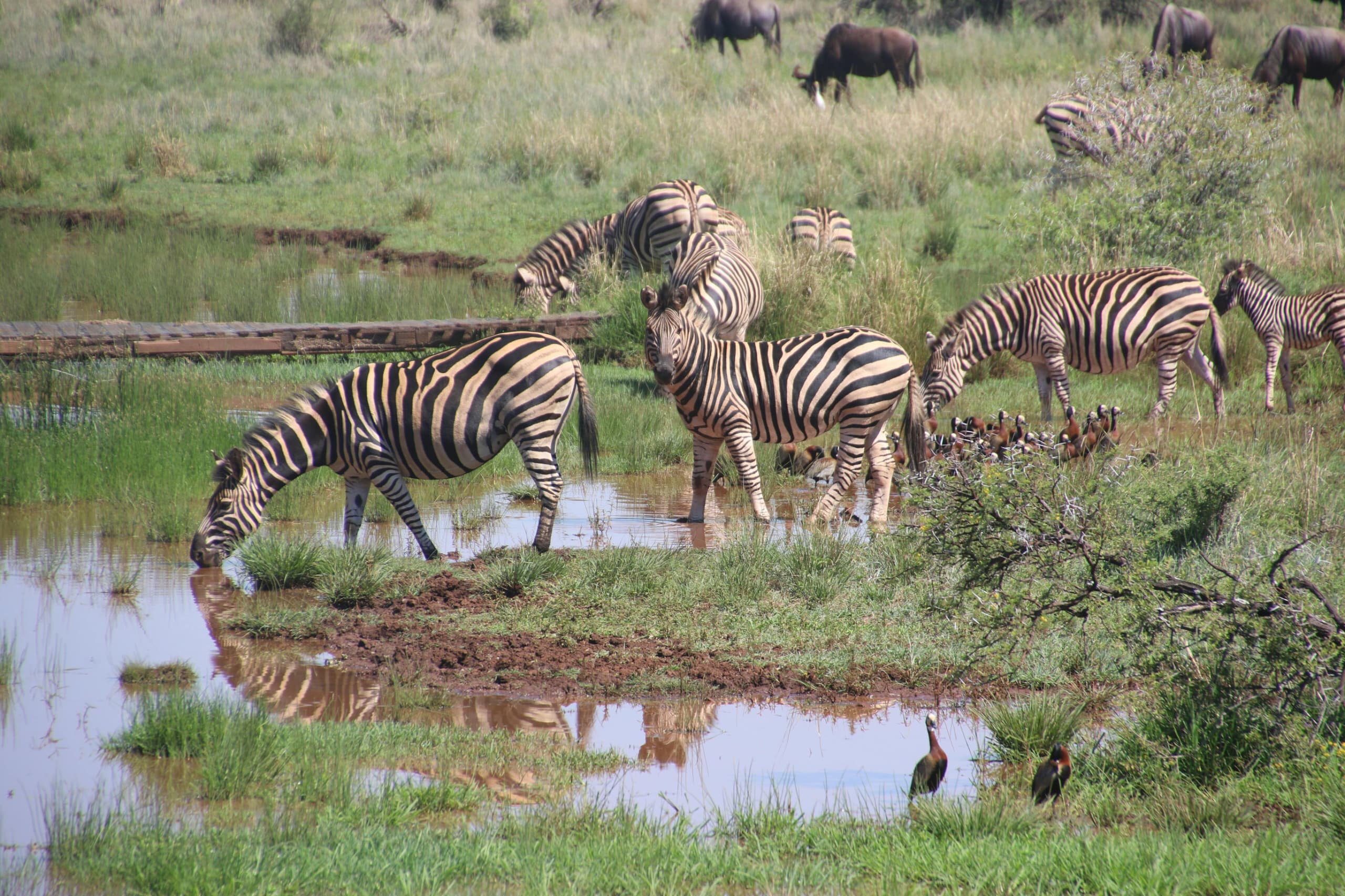 2-Day Tarangire & Lake Manyara