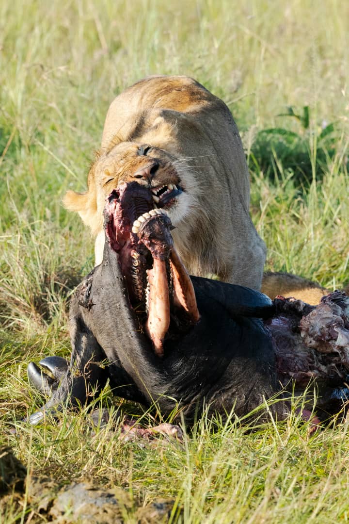 4-Day Serengeti Safari