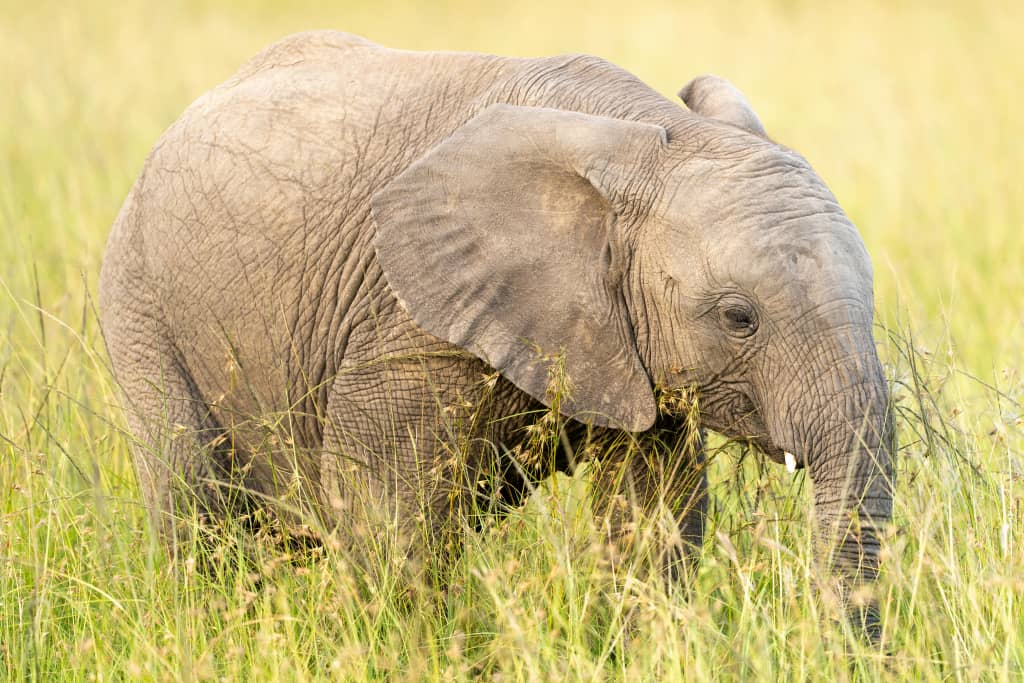Northern Circuit Safari image 1