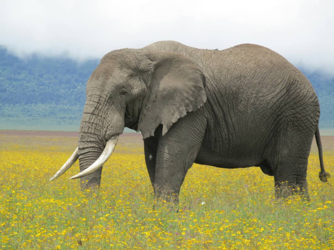 Northern Circuit Safari image 2