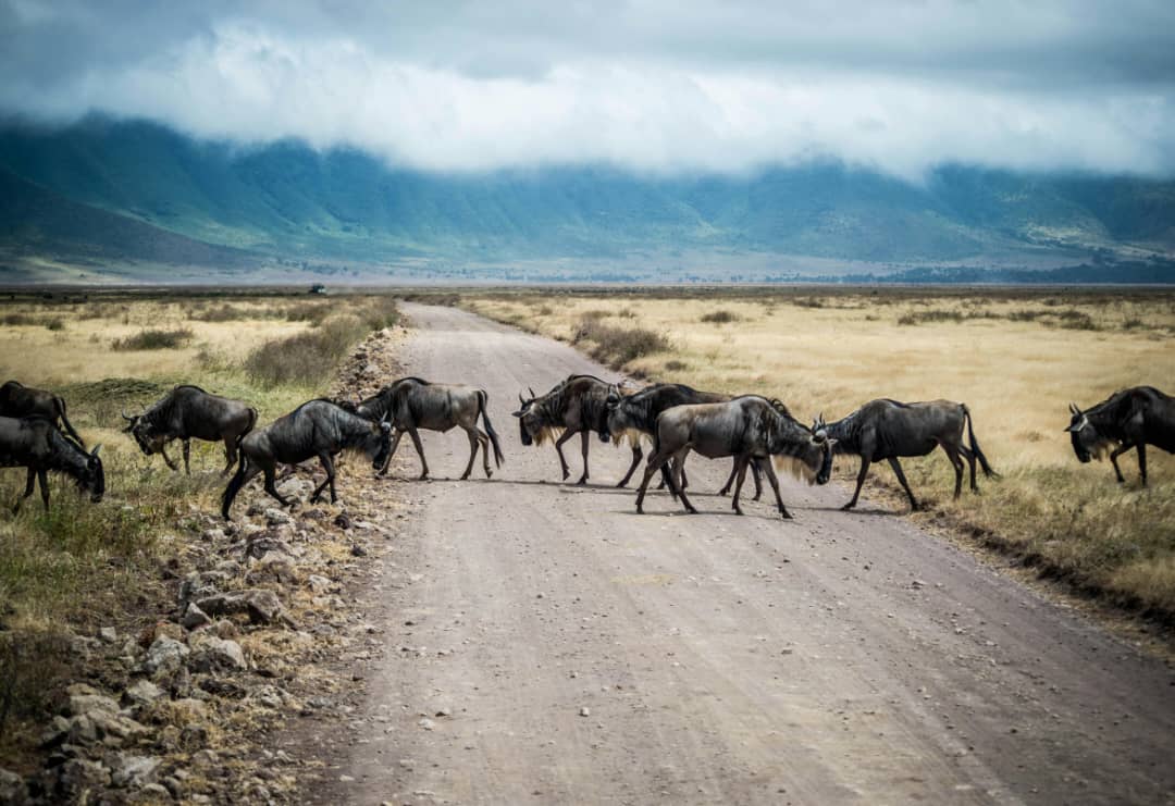 Lake Manyara Safari