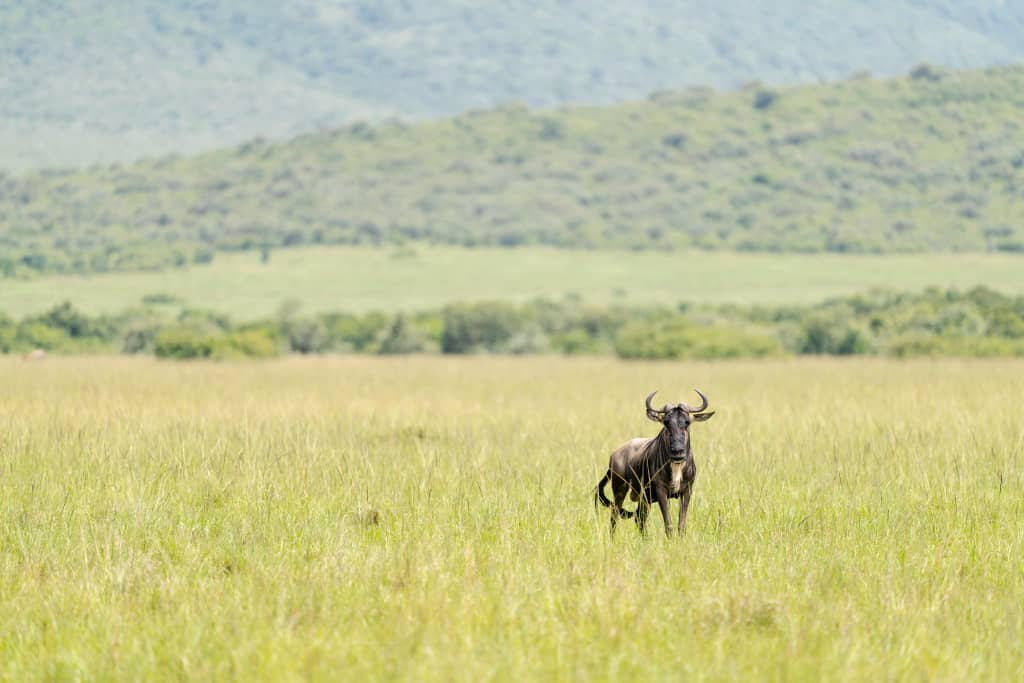 Ruaha National Park Safari
