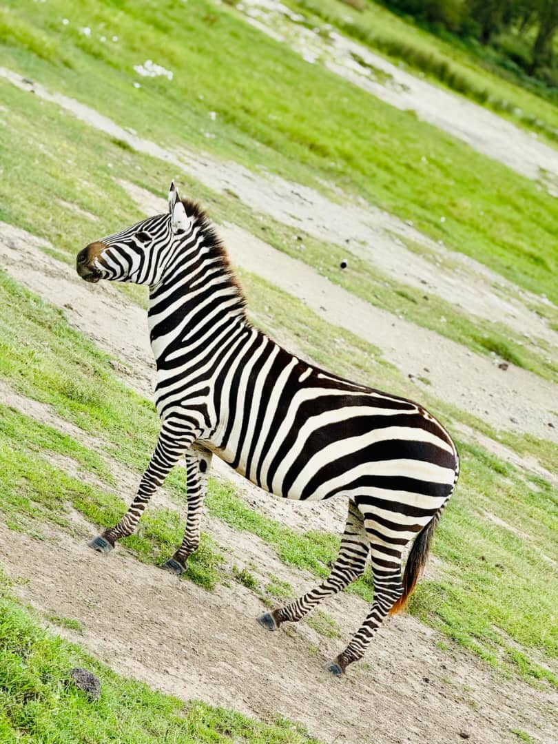 Ruaha National Park image 3