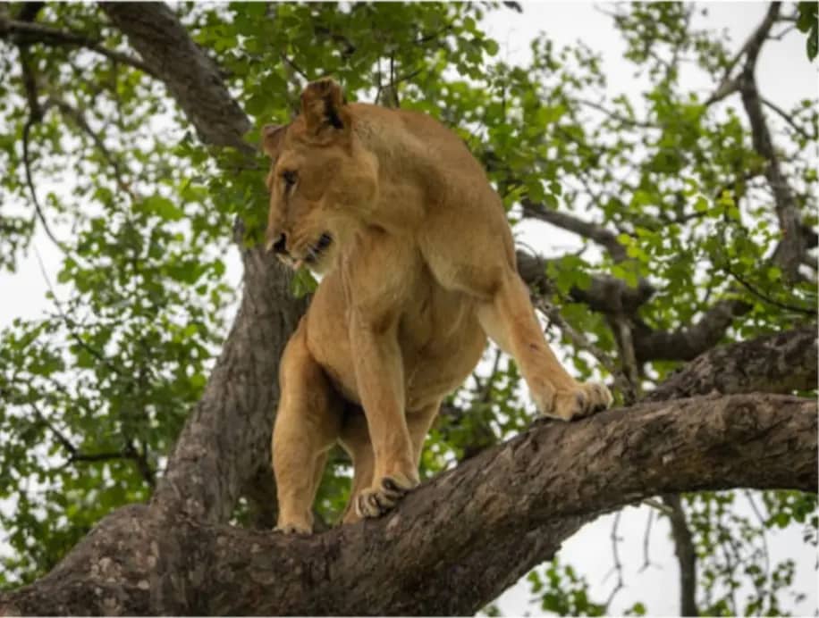 Selous Game Reserve Safari
