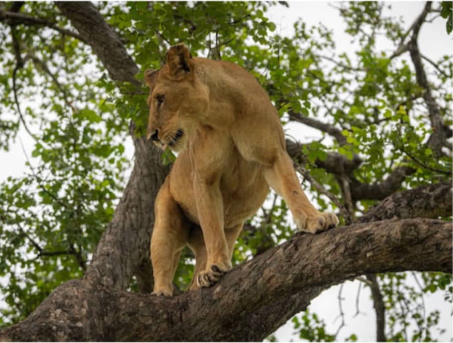 Ruaha National Park image 2