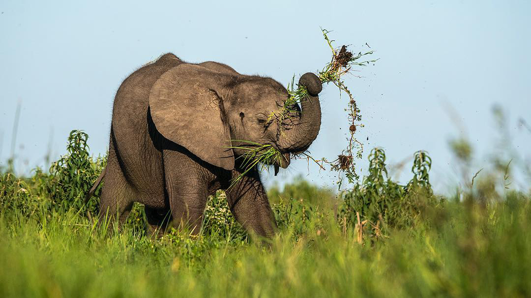 Ruaha National Park image 1