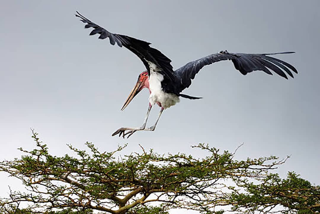 Lake Manyara Safari image 2