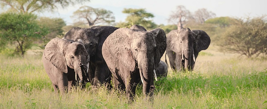 4-Day Ruaha National Park