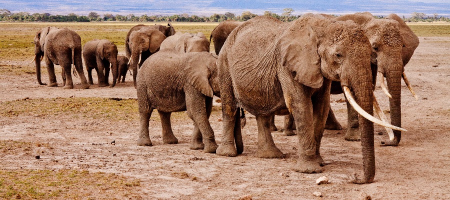 8-Day Big Five Safari