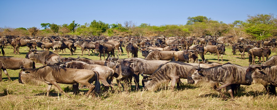 5-Day Cultural & Wildlife Safari