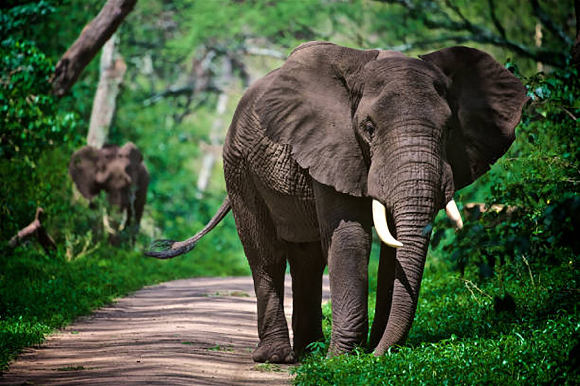 Selous Game Reserve image 3