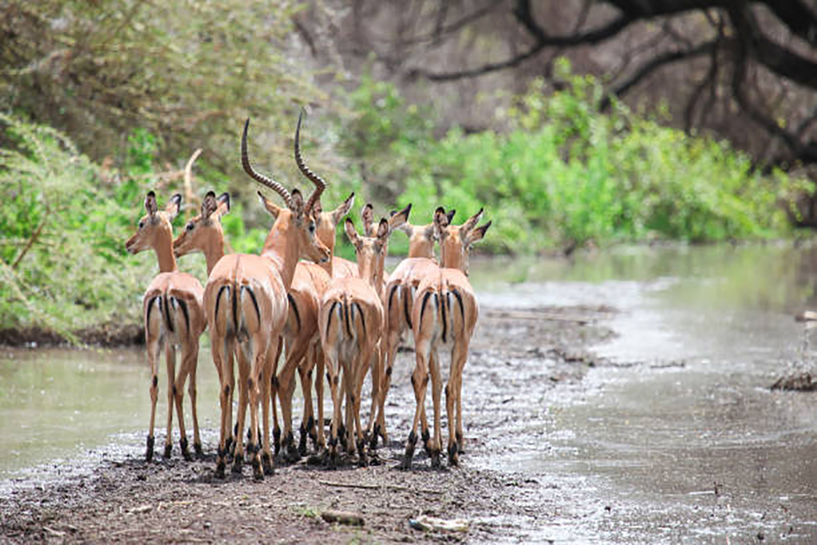 Katavi National Park Safari