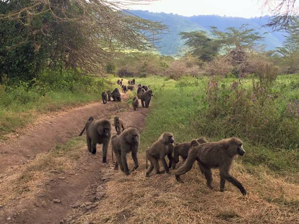 Selous Game Reserve image 1
